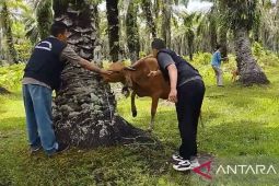 Penanganan virus Jembrana di Rejang Lebong dilakukan secara mandiri