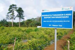 PT Timah - Gapoktan Sinar Baru panen ratusan kilogram cabai rawit