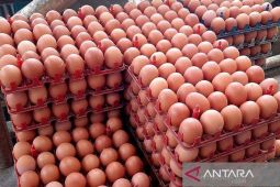Babel tambah stok telur ayam 50 ton sambut Ramadhan
