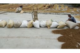 FOTO - Target serapan gabah dan beras Bulog Sulselbar