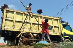 Pemkab Mukomuko dorong petani tingkatkan produksi sawit dengan pupuk