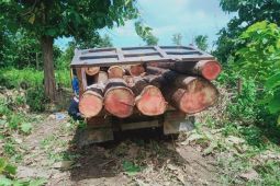 Petugas tangkap enam penebang pohon di Mutis Timau Kupang