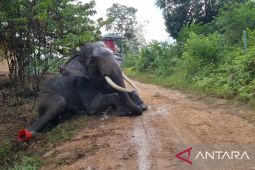 PIKG Tebo Jambi pelihara lima gajah jadi wahana edukasi dan cegah konflik