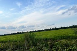 Di Jambi, Bulog serap gabah petani 393 ton setara  beras