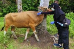 TPHP Sulbar mempercepat vaksinasi PMK di enam kabupaten