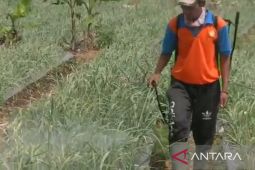 Pemkot Sukabumi kerahkan penyuluh untuk awasi peredaran pupuk dan pestisida