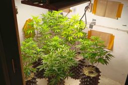 Kecanduan narkoba,  seorang pria berkebun ganja di rumahnya