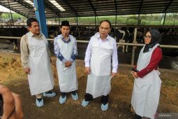 Menkop upayakan koperasi mampu serap maksimal susu sapi peternak lokal