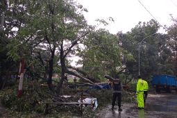 Sejumlah pohon di Kota Bandung tumbang akibat hujan disertai angin kencang