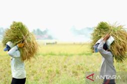 Jangan lewat calo, Bulog Karawang diminta serap gabah langsung dari petani