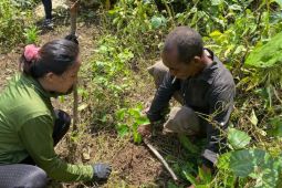 Otorita Labuan Bajo  tanam pohon untuk  kelestarian Parapuar melalui penanaman pohon
