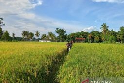 Produksi pertanian di Sulsel meningkat berkat digitalisasi