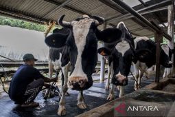 Tekan impor susu, industri pengolahan susu wajib serap susu peternak lokal