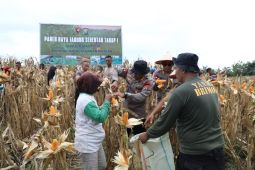 Brimob Polda Sumut panen 24 ton jagung wujud ketahanan pangan
