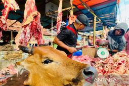 896 ternak siap disembelih pada  tradisi meugang di Nagan Raya