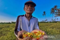 Harga cabai rawit di Situbondo tembus Rp100.000 per kilogram