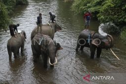 Kopi Leuser galang donasi lewat penjualan kopi guna mitigasi konflik gajah di Aceh