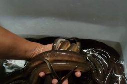 Ambon bantu pakan peternak lele  sistem bioflok