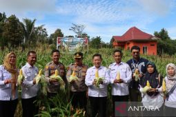 Polres Bangka Barat panen jagung kebun ketahanan pangan Desa Airputih
