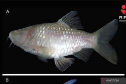 BRIN temukan spesies ikan gua buta baru dari kawasan karst Klapanunggal Bogor