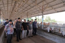 Pj Gubernur Babel tinjau peternakan sapi potong