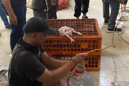 Bakal begini jika warga konsumsi ayam gelonggongan