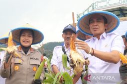 Pemkab Cirebon dukung peningkatan produktivitas jagung