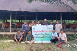 PT WKS bantuan 20 ekor sapi untuk tingkatkan perekonomian kelompok tani Agro Jaya 3