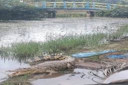 BKSDA Jambi ingatkan warga ada dugaan habitat buaya dekat  permukiman