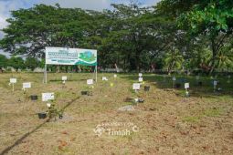 PT Timah - PLN dan METI tanam 1.500 pohon angsana