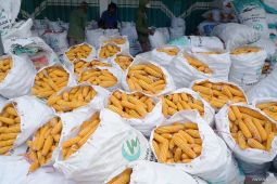 Harga jagung pipil basah di tingkat petani turun