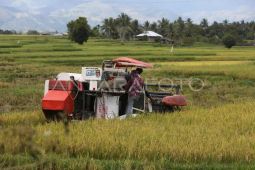 BPS: Produksi padi Aceh tahun 2024 capai 1,66 juta ton