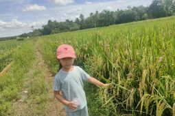 Petani HST Kalsel hadapi tantangan serangan "blas padi"