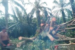 BPBD Mukomuko catat tujuh kejadian bencana selama dua bulan