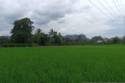 Provinsi Sulsel targetkan cetak sawah baru seluas 583 hektare