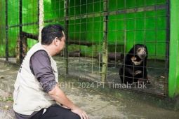 Alobi: Tambang timah ilegal marak picu konflik buaya dan manusia