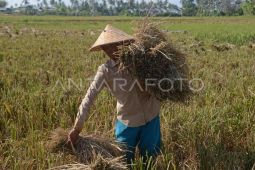 BPS catat Nilai Tukar Petani naik pada Maret 2025
