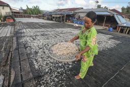Tangkapan udang rebon nelayan anjlok