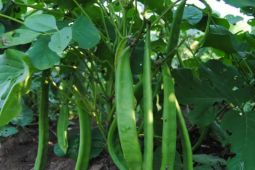 Distan Aceh Besar ajak petani budi daya kacang koro pedang