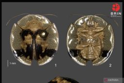 Dua spesies baru kumbang kura-kura ditemukan BRIN di Sulawesi