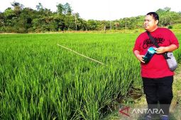 Luas panen dan  produksi padi Kaltim naik