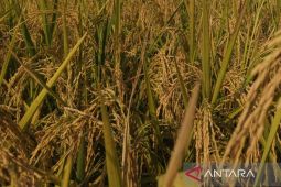 Pemkab Majalengka dukung petani beralih gunakan pupuk organik