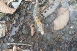 BKSDA Maluku terima penyerahan 22 satwa reptil dari petugas konservasi Ternate