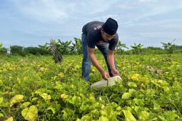 Polres Aceh Besar kembangkan 13 lahan pertanian untuk ketahanan pangan