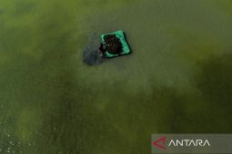 KKP fokuskan rumput laut sebagai komoditas unggulan