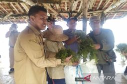 DKP Sumenep fasilitasi nelayan kembangkan budi daya rumput laut