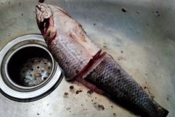 Harga ikan segar dan sayuran terus merangkak naik