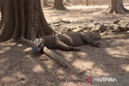 Balai TNK: Populasi satwa Komodo relatif stabil