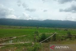 Puluhan hektare sawah di Rejang Lebong terdampak banjir