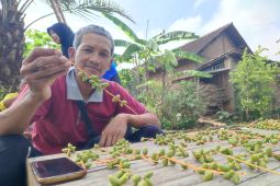 Warga Ponorogo bagikan ribuan kurma gratis hasil panenan sendiri